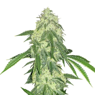 Cannabis seeds Auto Northern Lights Feminised